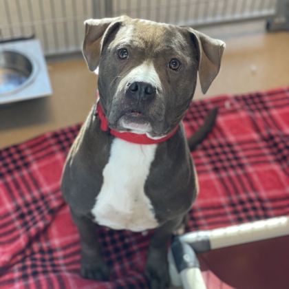 Graycie - Benchwarmer!