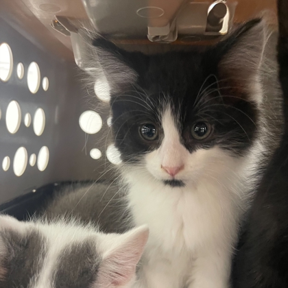 "Raptor" -Adoption hold!