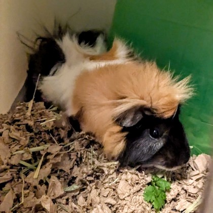 Meatball