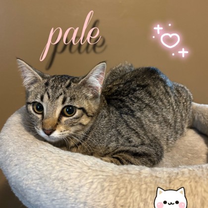 pale