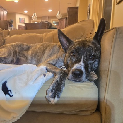 Remy - Staff Pick & Benchwarmer!