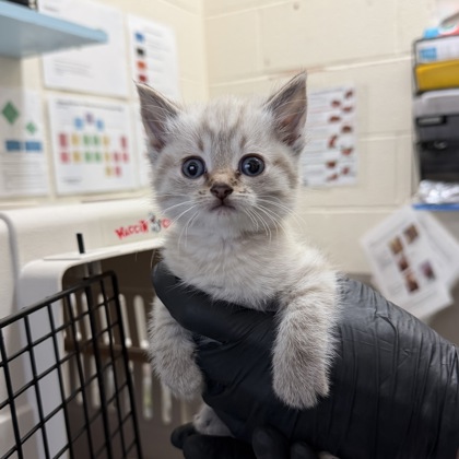 Spike - Adoption Hold!