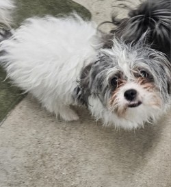 "Robert" - Adoption Hold!