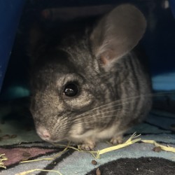 Otis