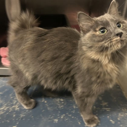 "Mystique" - Adoption Hold!