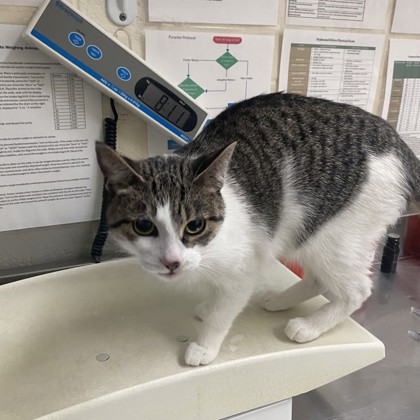 Esther - Adoption Hold!