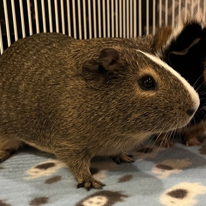 Wiggly Piggly - Required Pair!