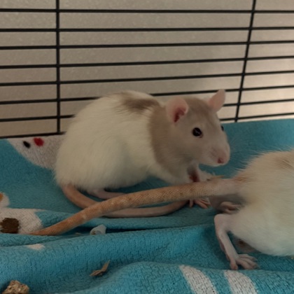 “Peanut”
