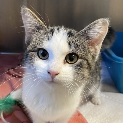 Itty Bitty - Available Fri. Dec. 12 @ 1pm