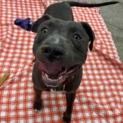 Angeles - Benchwarmer!