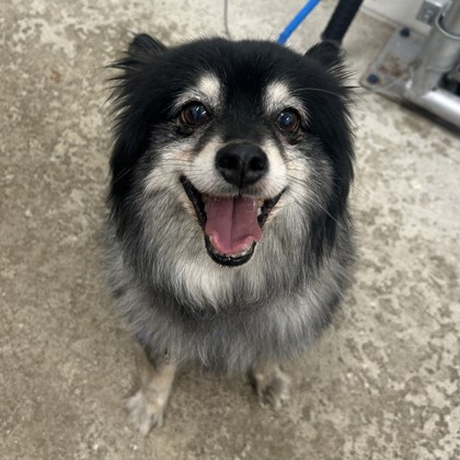 Kovu