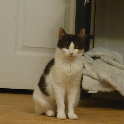 Anise - Working Cat!