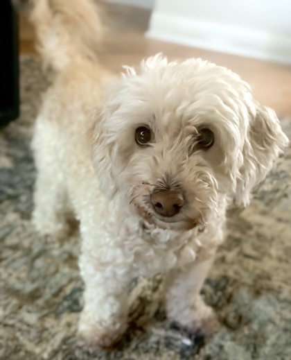 Bella