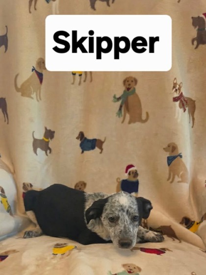 Skipper