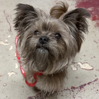 "Gizmonious" - Adoption Hold!