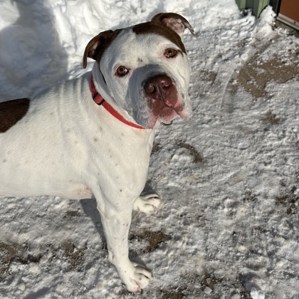 Goodie - Benchwarmer!