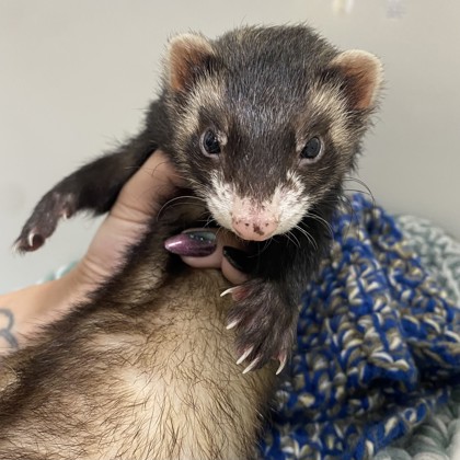 "Goofus McDoof" - Adoption Hold!