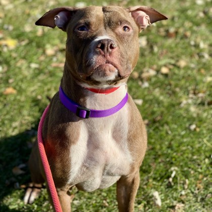 Rooney - Benchwarmer!