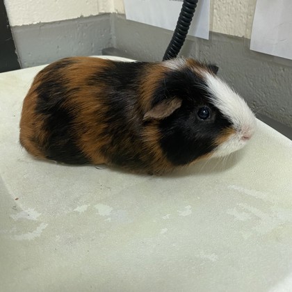 Otis