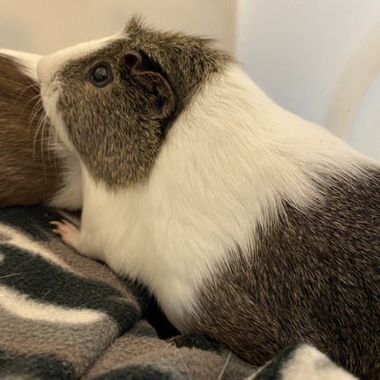 Coco - Required Couple!