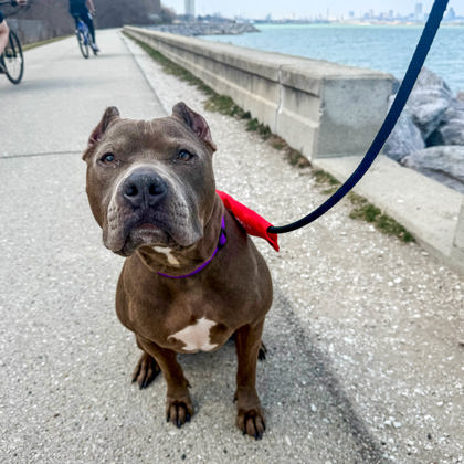 Bella - Sally's Senior Pick & Benchwarmer!