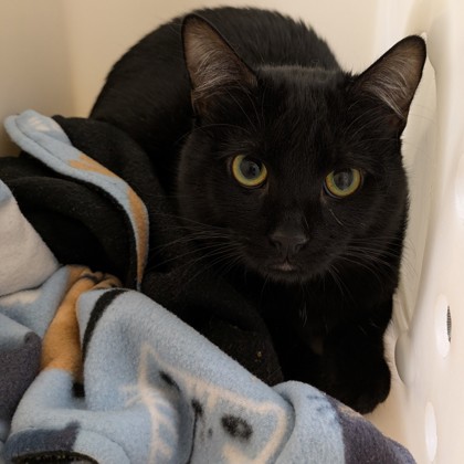 Dominic - Petco Lake Geneva!
