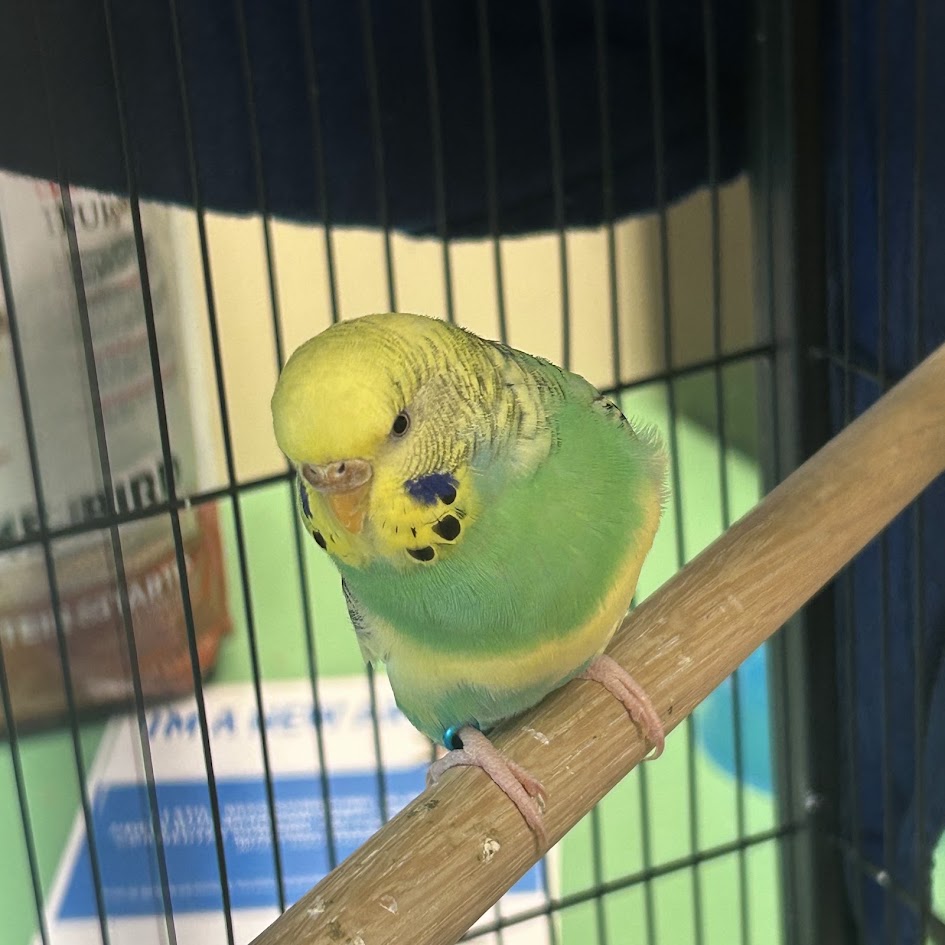 Birdie