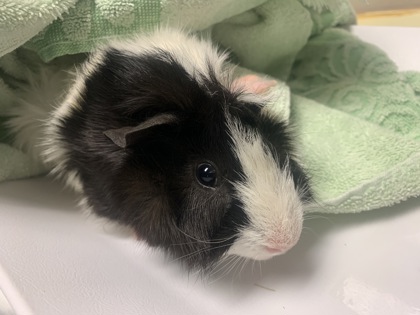 Oreo-Required Couple with Tater Tot