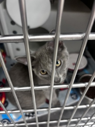 "Foggy" Adoption Hold!