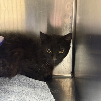 "Peanut Space Rodeo Outfit"