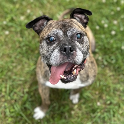 Barnaby - Video, Volunteer Pick & Benchwarmer!