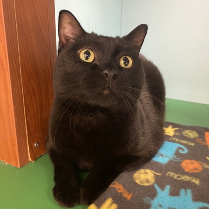 T’Challa