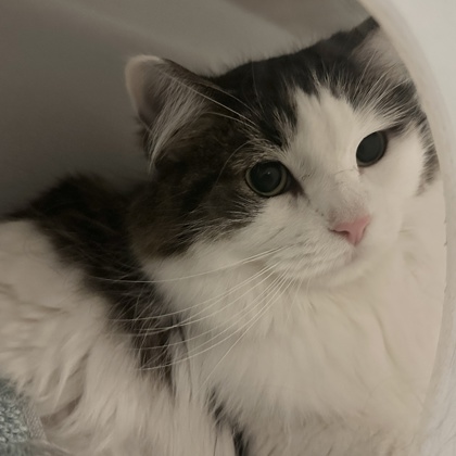 Kitty Girl
