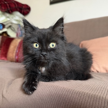 T’Challa