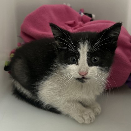 Weasel - Adoption Hold!