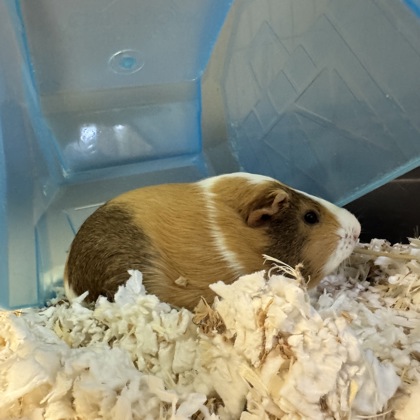 Cookie