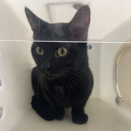 "Kookoo" - Adoption Hold!