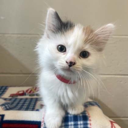Cici