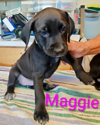Maggie
