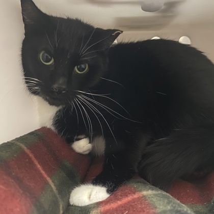 Vivian - Working Cat!