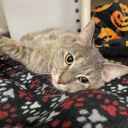 Jovi