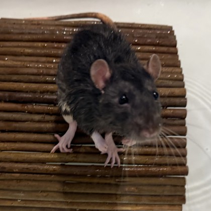 Bean