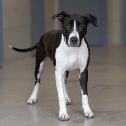 Sasha - Video & Benchwarmer!