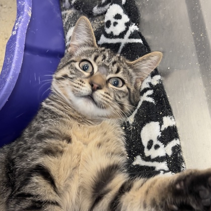 Pepperjack