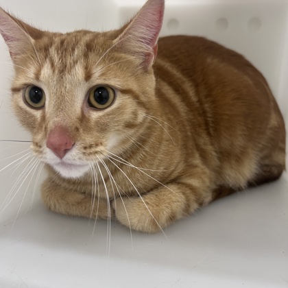 Milo
