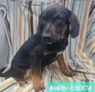 Kolby