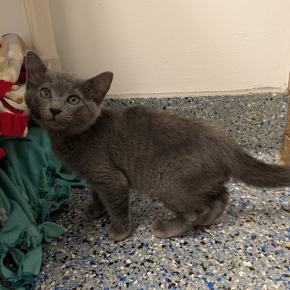 Ashes