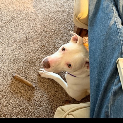 Fifi -Video!- Staff & Volunteer Pick, Benchwarmer!