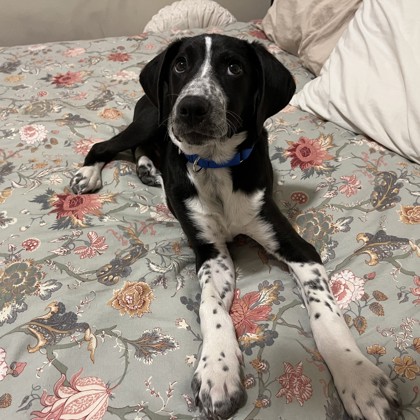 Captain Crunch - Available 1/28 @ 6 pm