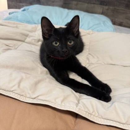 Tiny Dexter